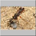 Agenioideus cinctellus - Wegwespe mit Spinne 03c - Sandgrube Niedringhaussee.jpg